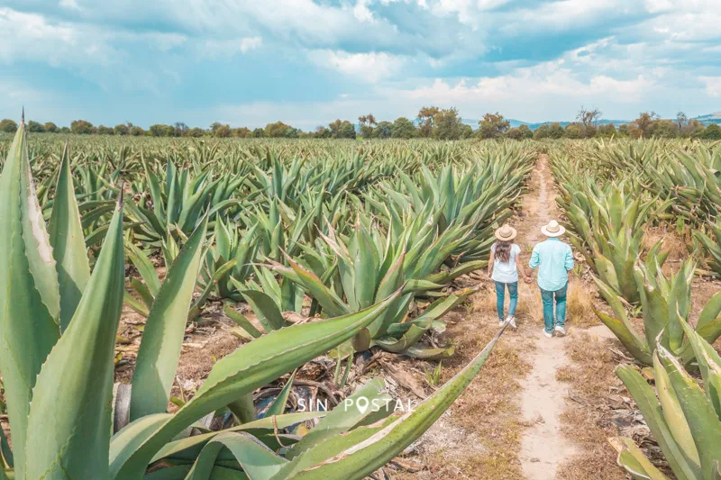 Recorrido del Pulque