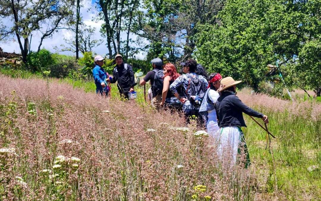 Baños de bosque en Querétaro: una experiencia para reconectar contigo y la naturaleza